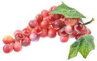 Миниатюра: Бутафория Гроздь винограда 60 ягод красная пласт