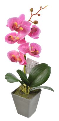 Миниатюра: Цветочная композиция Орхидея 9*26см, фуксия пятнистая