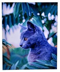 Миниатюра: Картина 32*26см на дереве Кот