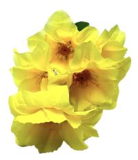 Миниатюра: Цветы искусственные Букет Георгин 5шт 34см желтый BUK2-27@