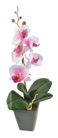 Миниатюра: Цветочная композиция Орхидея 9*26см, бело-розовый
