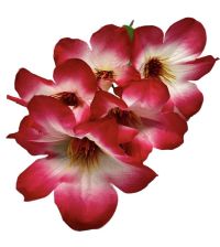 Миниатюра: Цветы искусственные Букет Магнолия 5шт 36см розовый+белый BUK2-44 @