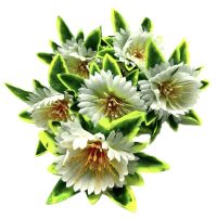 Миниатюра: Цветы искусственные Букет Циния 7гол.51см белая 24-7-11@