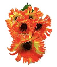 Миниатюра: Цветы искусственные Букет Хризантема 5гол. 41см желтая+оранжевая 48-10  @