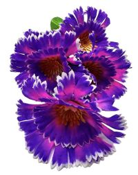 Миниатюра: Цветы искусственные Букет Хризантема 5шт 40см сиреневый+роз.с белым краем 48-25  @