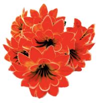 Миниатюра: Цветы искусственные Букет Лилия 7гол. 49см оранжевая+желтая с белым краем 24-7-7@